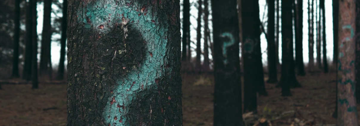 forest trees marked with question marks